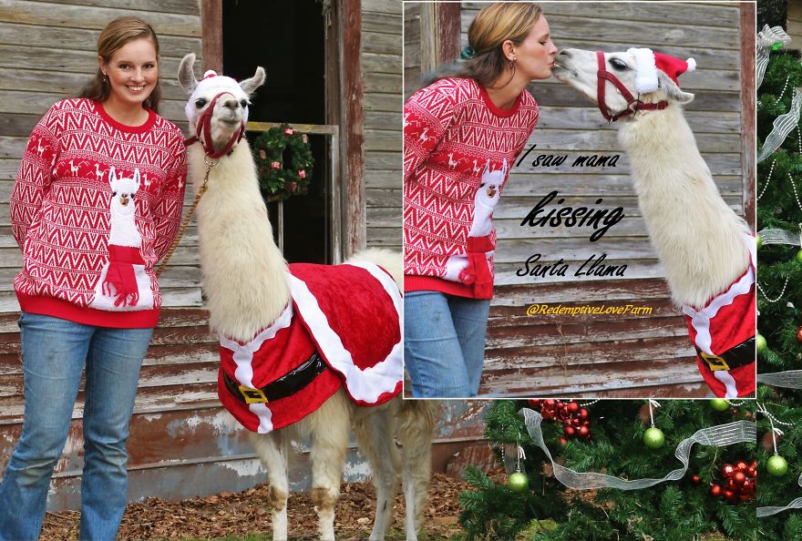 When You Don't Want To Dress Up As Santa You Just Make A Santa Costume For Your Llama!!!
