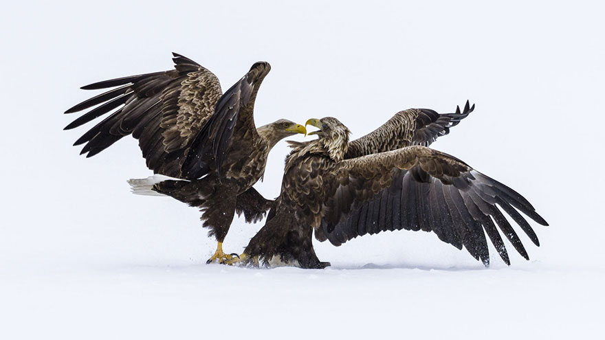 Eagles Arguing, Finland (Honorouble Mention In Under 20 Category)