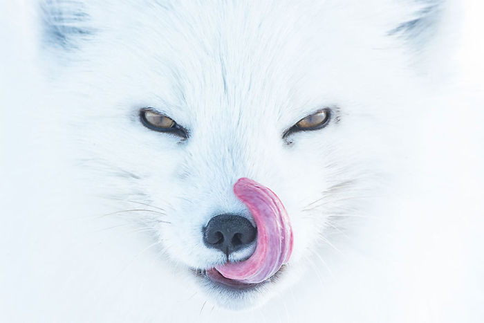 Arctic Fox, Usa (3rd Place In Animals In Their Environment Category)