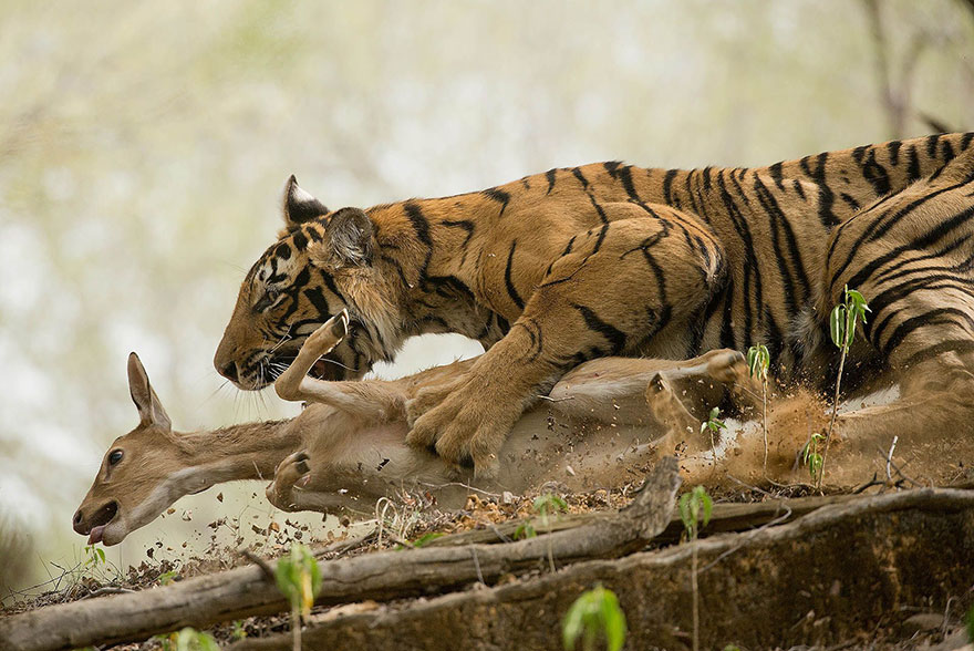 The Hunt, India (2nd Place In Animals In Their Environment Category)