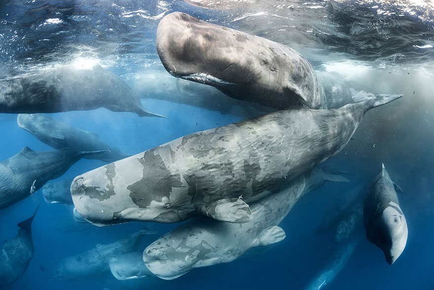 Sperm Whale Herd, Sri Lanka (3rd Place In Animals In Their Environment Category)