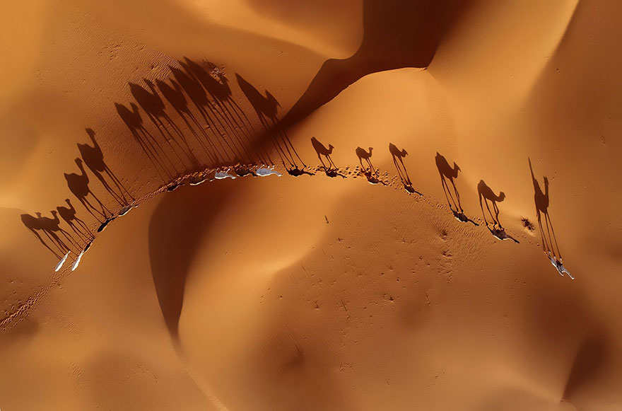 Migration, Saudi Arabia (2nd Place In The Beauty Of The Nature Category)