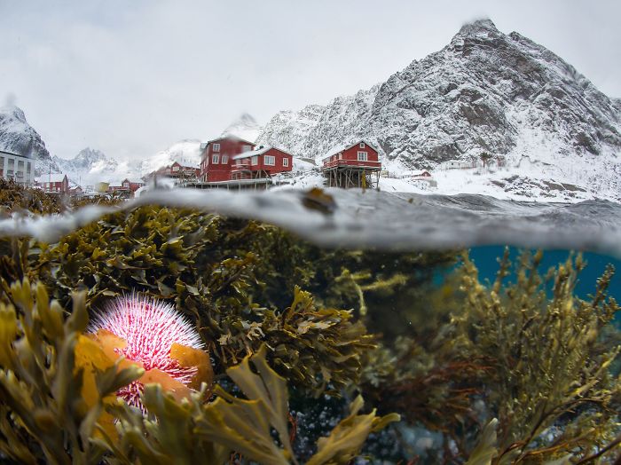 Vistas bajo el agua de Lofoten en invierno (The Beauty Of The Nature)