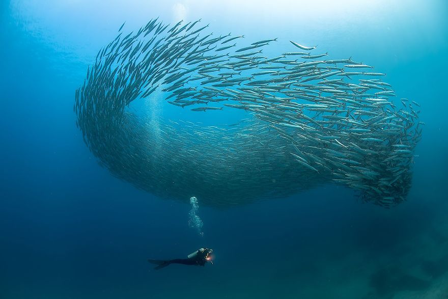 School Of Barracuda (Remarkable Award In Animals In Their Environment Category)