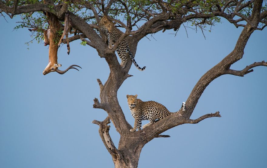 Leap Of Leopards (Remarkable Award In Animals In Their Environment Category)