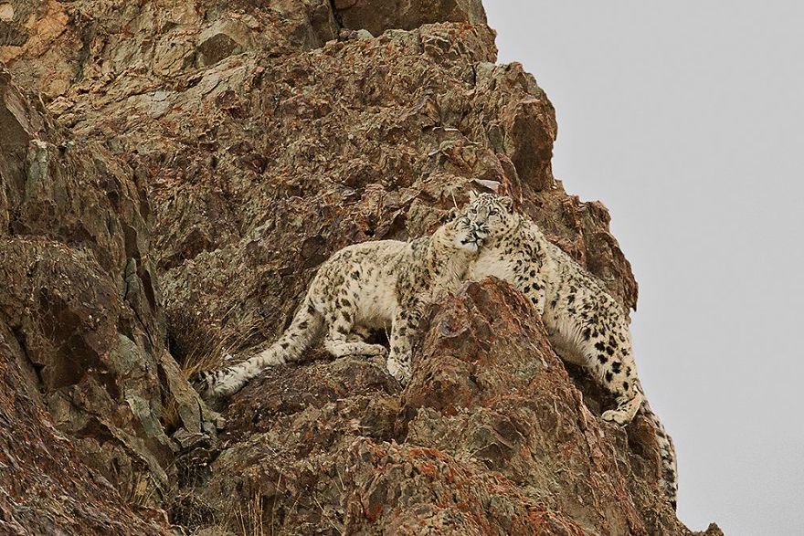 Love On The Rocks (Remarkable Award In Animals In Their Environment Category)