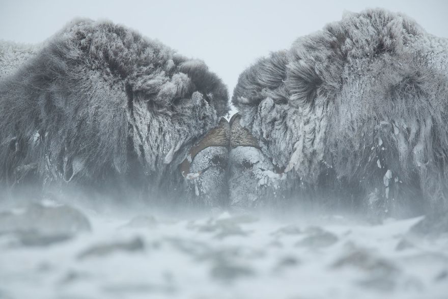 Duel In The Snow (Remarkable Award In Animals In Their Environment Category)