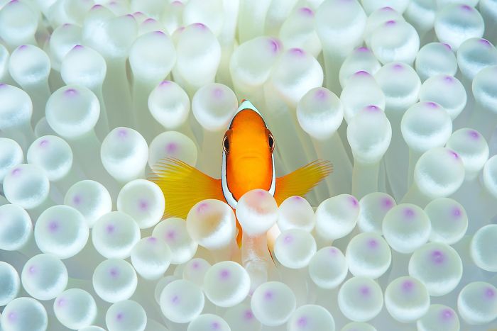 Nemo en casa (Animals In Their Environment)