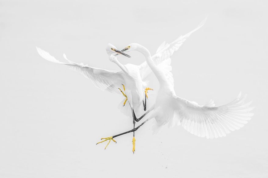 Egrets Fight (Remarkable Award In Animals In Their Environment Category)