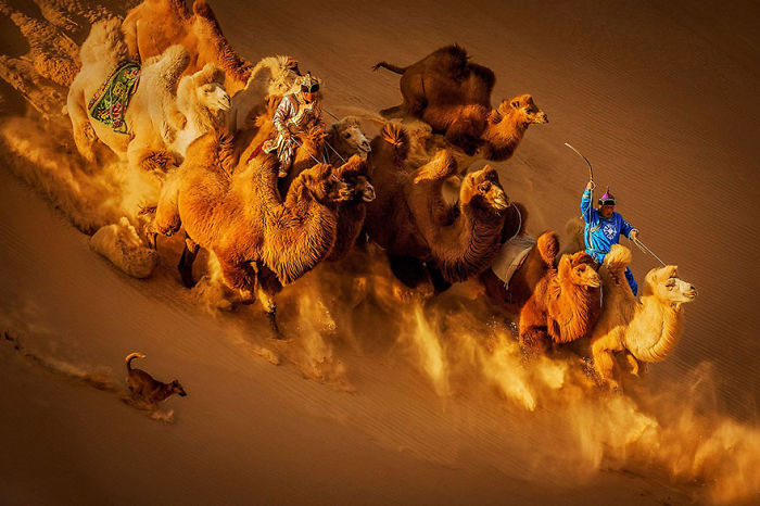 Camellos en el desierto, Mongolia (2º en General Color)