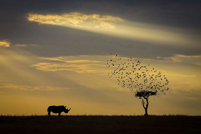 Silueta de rinoceronte, Kenia ( Animals In Their Environment)