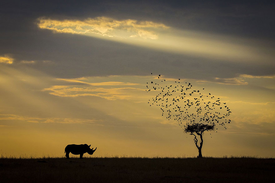 Rhino Silhouette, Kenya (Honorable Mention In Animals In Their Environment Category)