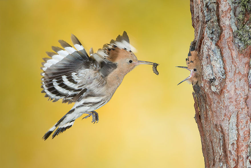 The Beakful Of The Hoopoe, Italy (Honorable Mention In Animals In Their Environment Category)