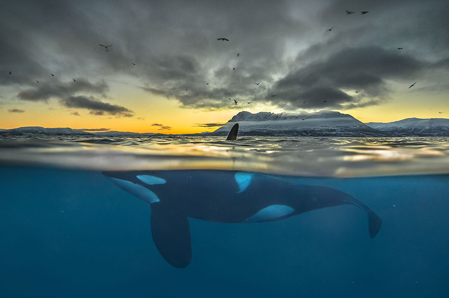 Killer Whale In Polar Night, Norway (Honorable Mention In Animals In Their Environment Category)