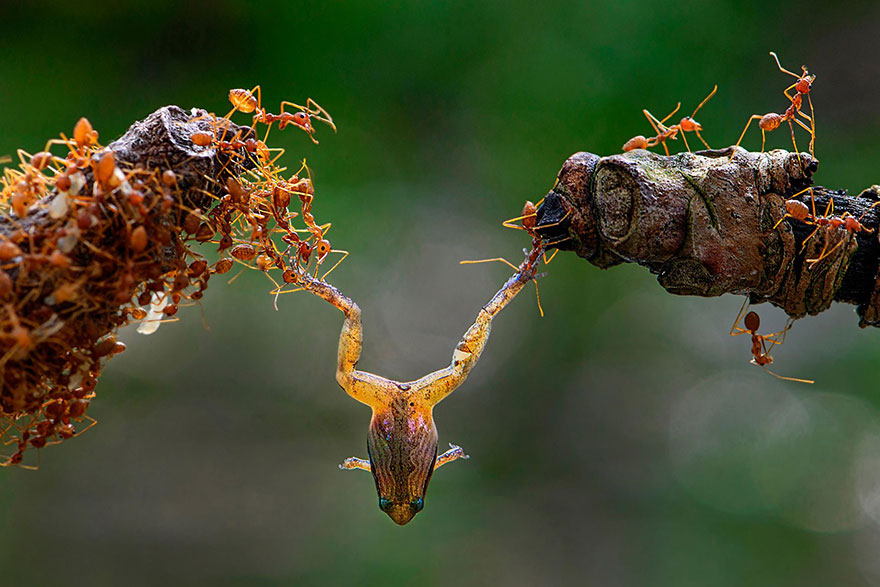 Unity, Bangladesh (Honorable Mention In Animals In Their Environment Category)