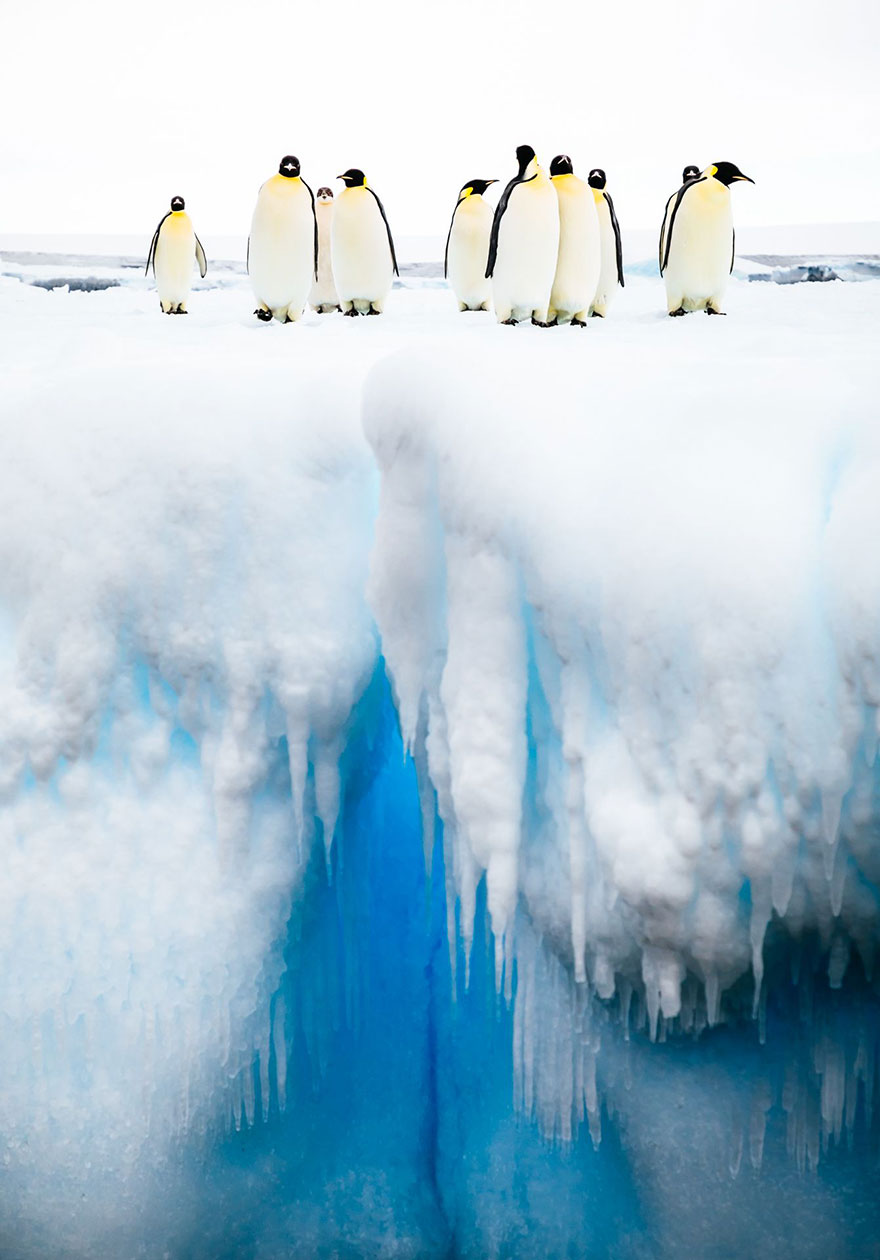 Mind The Gap, Antarctica (Honorable Mention In Animals In Their Environment Category)
