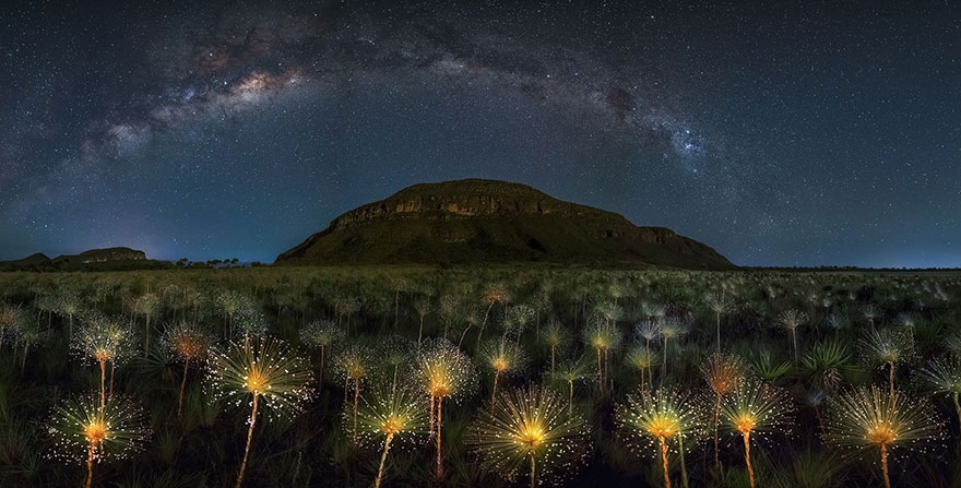Cosmic Wildflowers, Brazil (Honorable Mention In The beauty of the nature Category)