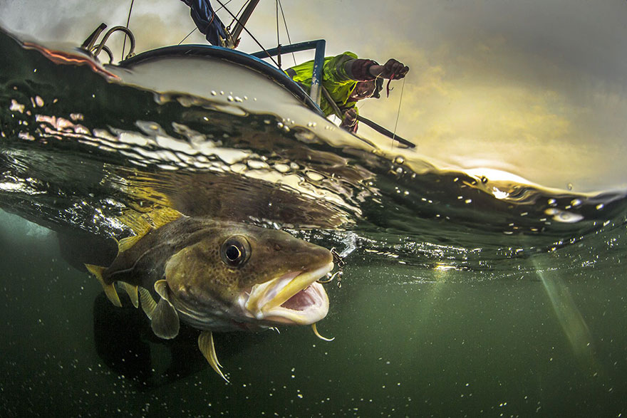 Traditional Coastal Cod Fishery, Norway (Honorable Mention In Journeys and Adventures Category)
