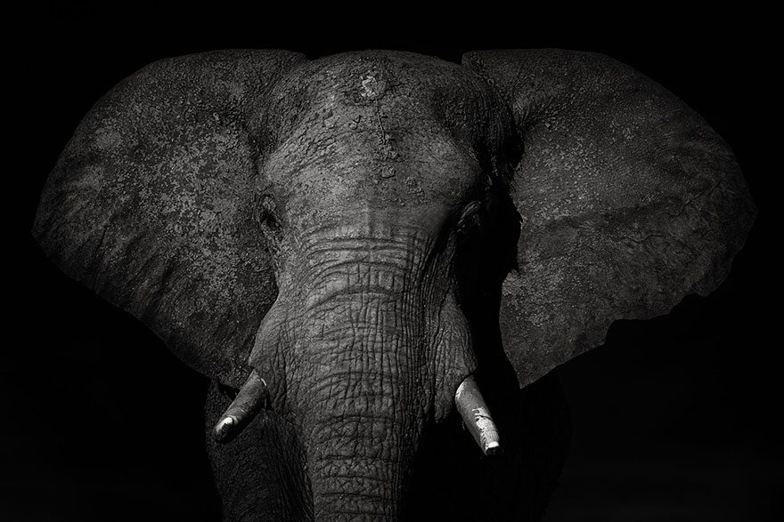 A Giant In The Dark, Botswana (Honorable Mention In General Monochrome Category)
