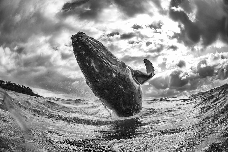 Cannonball, Tonga (Honorable Mention In General Monochrome Category)