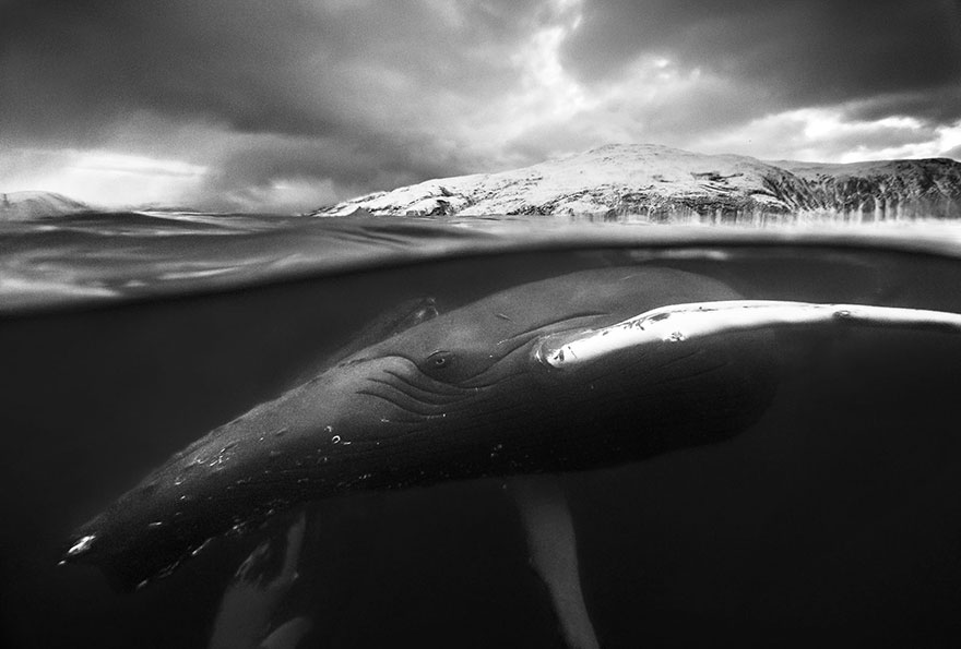 Giants Of The Ocean, Norway (Honorable Mention In General Monochrome Category)