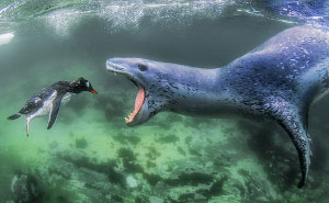 20+ Amazing Photos That Won The Prestigious Siena International Photo Awards