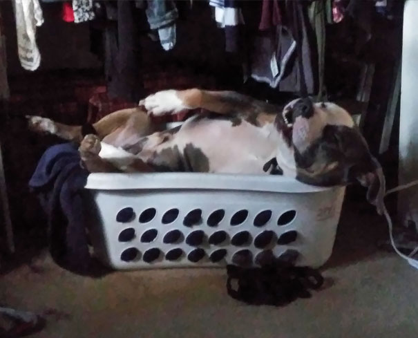 My Dog Has Started Sleeping In Laundry Baskets Over The Last Couple Of Weeks