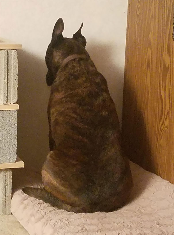 Sometimes He Just Puts Himself In Timeout For No Reason