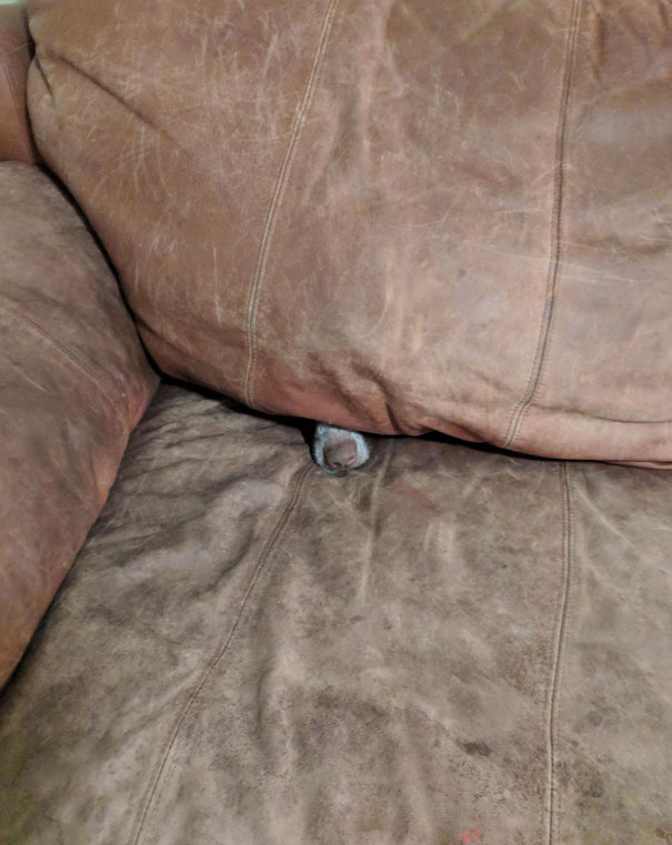 She Has Been In The Couch Like This For An Hour