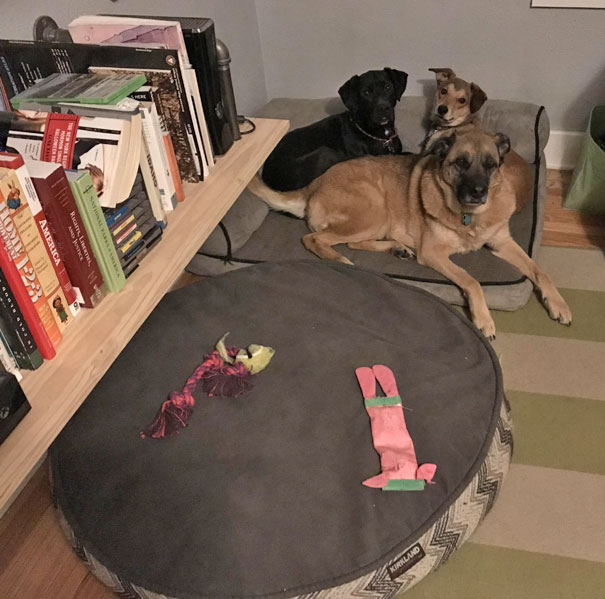 “No, That’s Where Our Toys Sleep Dumb Dumb.”