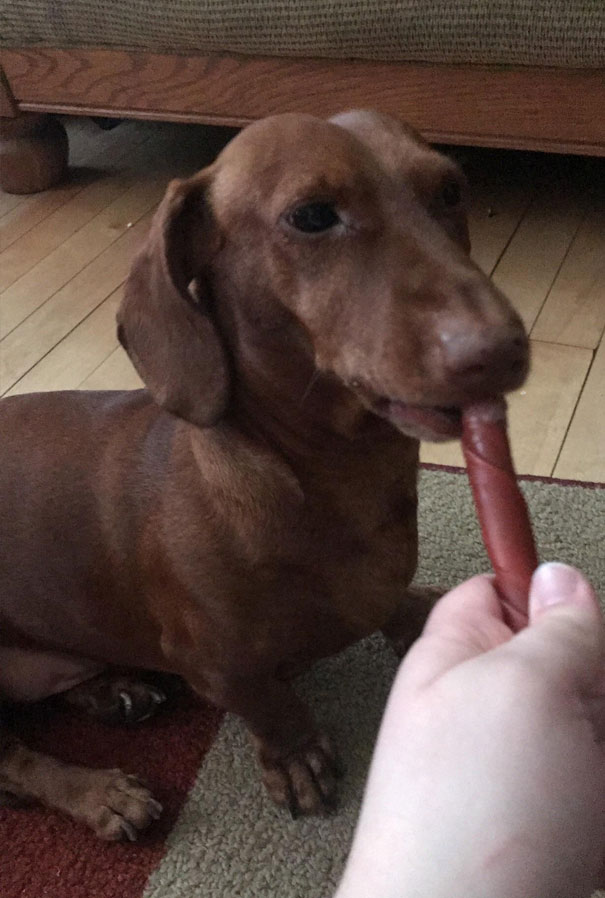 He Will Only Eat His Treats If You Hold Them So He Can Slowly Nibble The End Until It's Gone