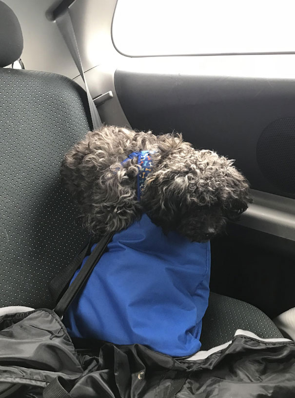 He Was Mad He Couldn’t Sit On Our Laps During A Long Drive So He Sat On His Bag