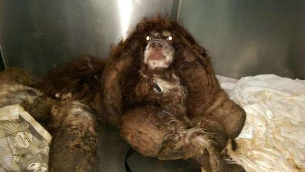 Dog Is Abandoned On A Road With Almost 6 Kg Of Fur