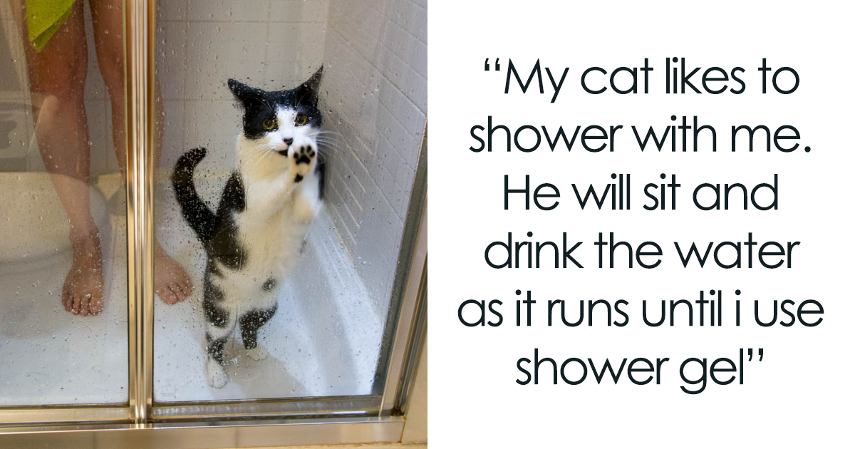 People Share 68 Hilarious Habits Their, Cat In A Bathtub Urban Dictionary