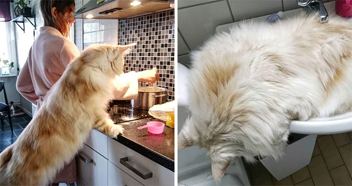 Cat Owner Shares Breathtaking Photos Of Her Maine Coon, And It’s Crazy How Big It Is