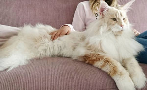 Cat Owner Shares Breathtaking Photos Of Her Maine Coon, And It's Crazy How Big It Is