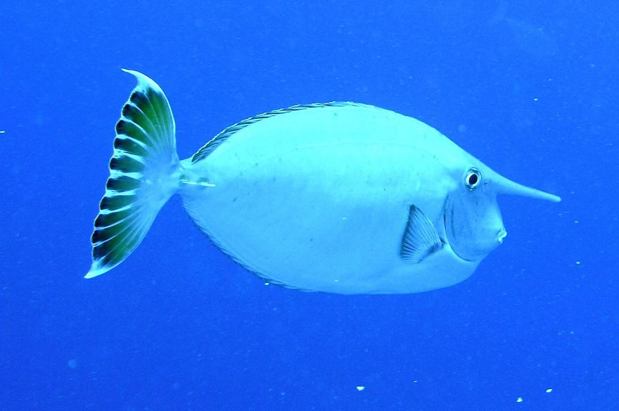Whitemargin Unicornfish (Naso Annulatus)