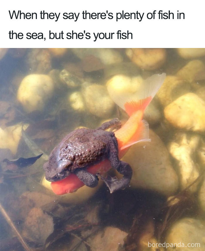 The Special Fish