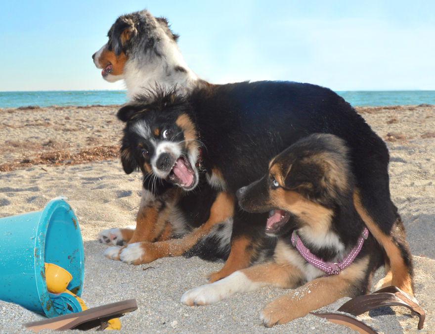 I Spent Three Years Photographing Dog Bliss On The Beach And It Was The Best Natural High Ever.
