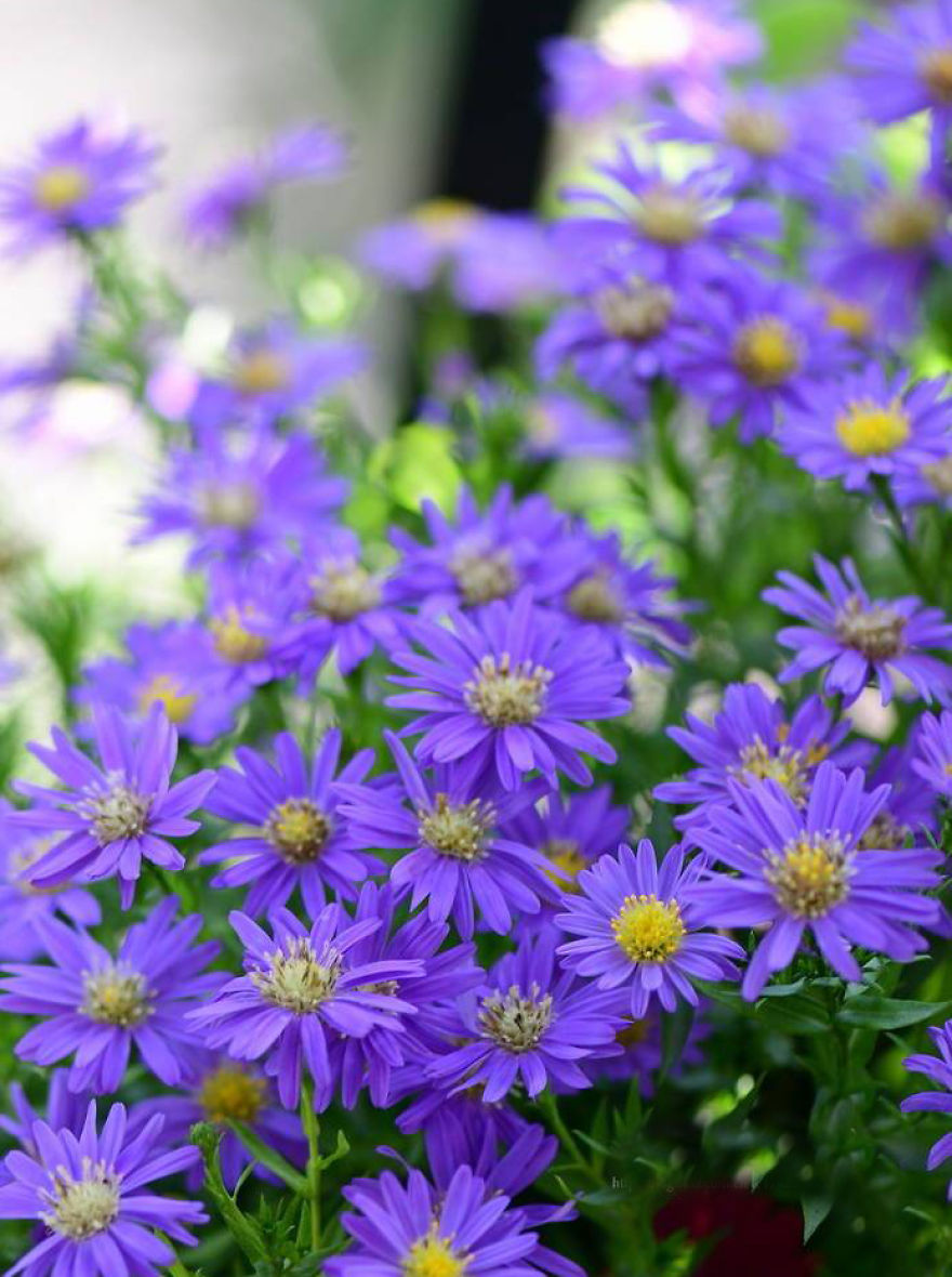 Daisy Flower &ndash; Meaning, Symbolism And Colors
