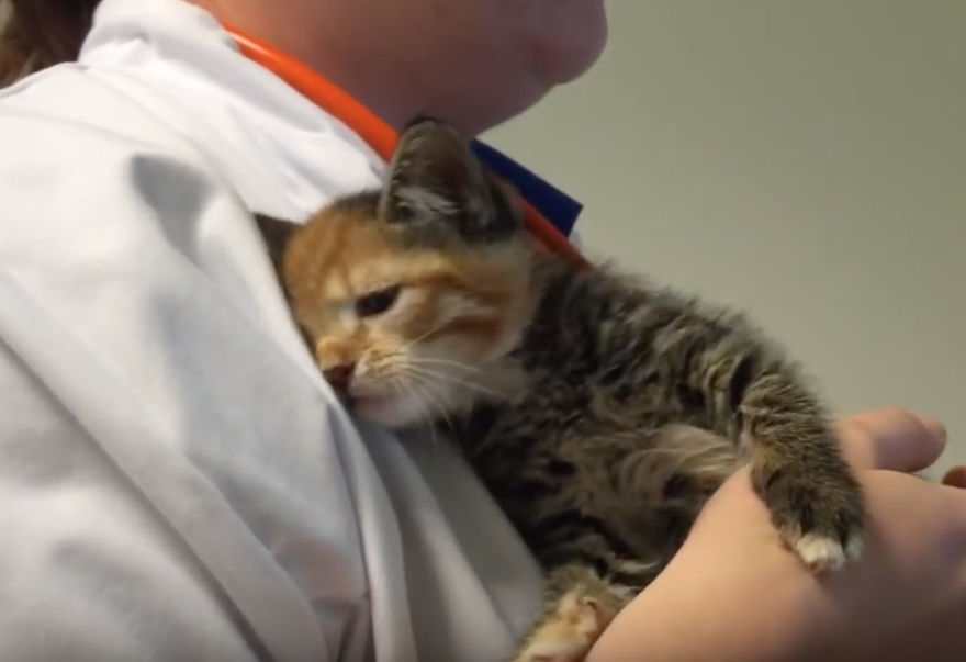 Little Maci, The 6 Weeks Old Kitten, Who Survived The Life-Threatening Disease