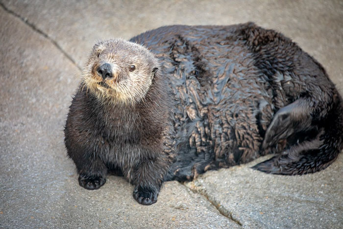 Aquarium Fat-Shames One Of Their Otters, Gets Instantly Murdered By Words