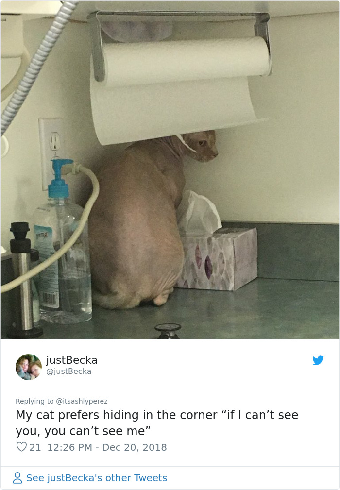 Someone Shares Pic Of Their Cat Hiding From The Vet, The Internet Responds With Their Own Hilarious Pics