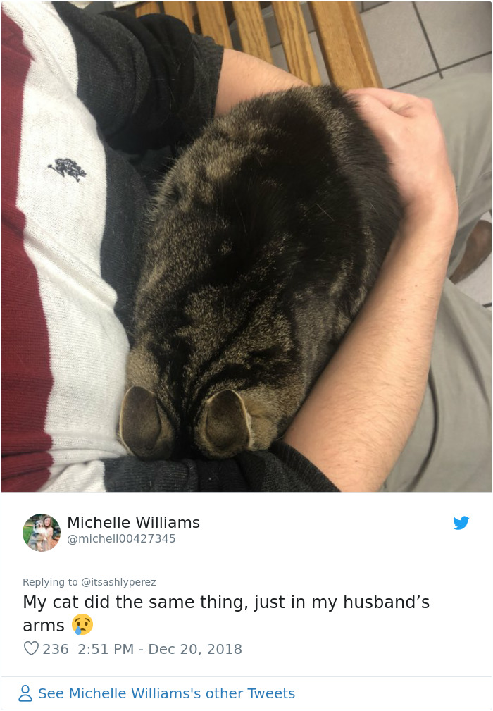 Someone Shares Pic Of Their Cat Hiding From The Vet, The Internet Responds With Their Own Hilarious Pics