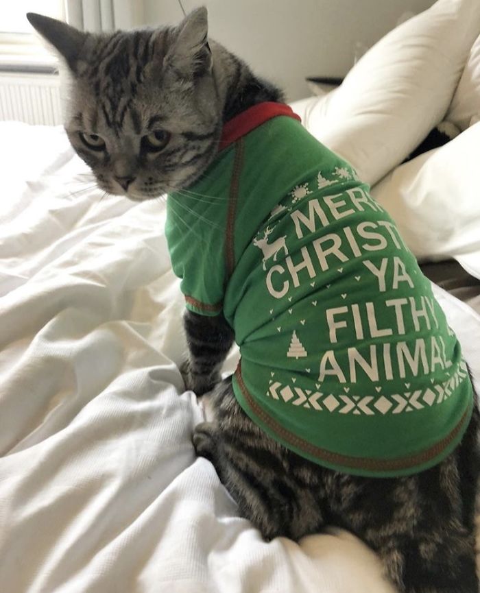 12 Days Of Cat-Mas