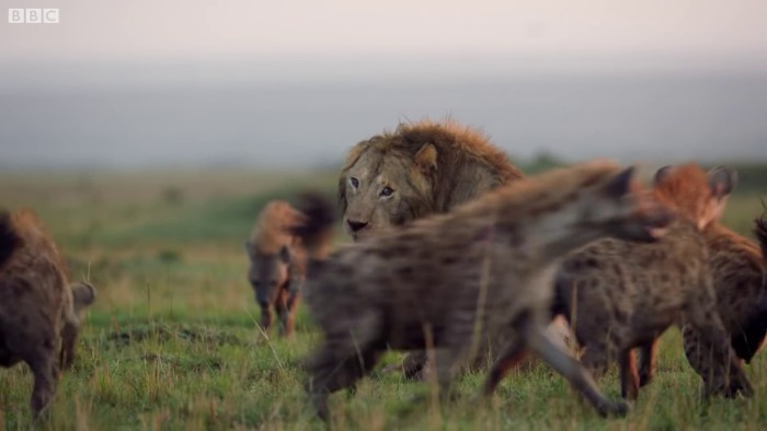 Lion Is Losing Fight Against 20 Hyenas, Bro Hears His Cries And Rushes To Save Him