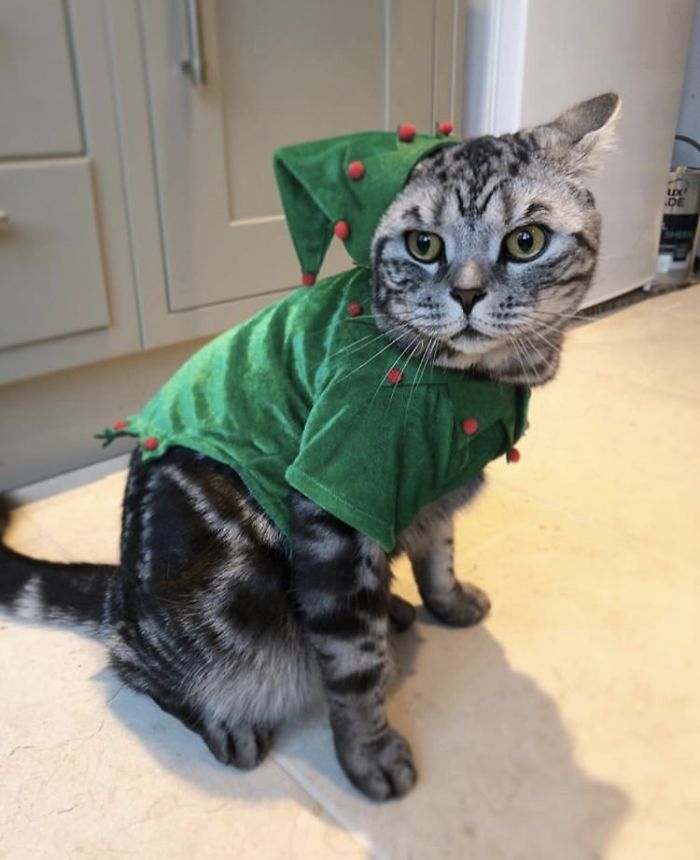 12 Days Of Cat-Mas