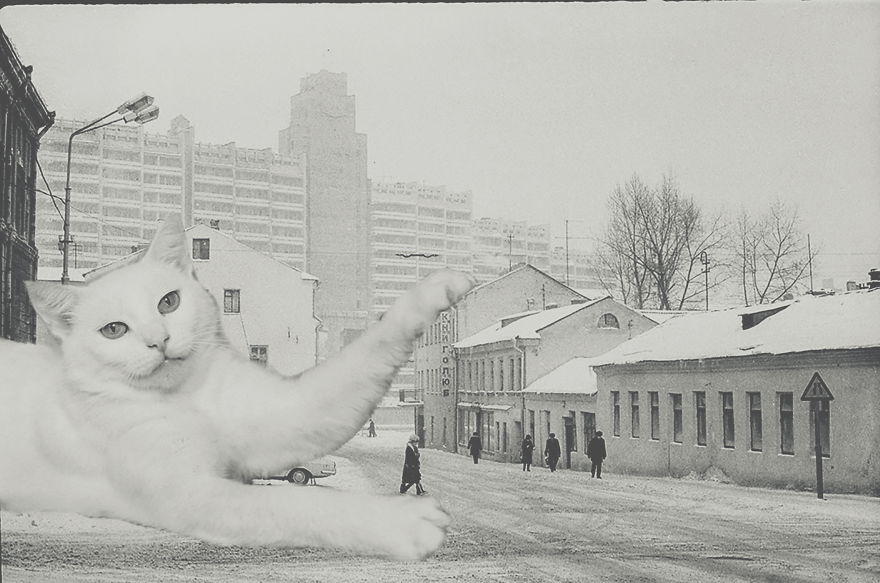 Huge Cats On The New Year's Eve In The Ussr