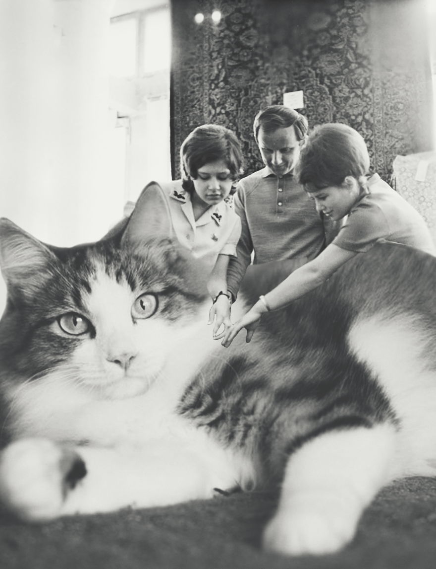 Huge Cats On The New Year's Eve In The Ussr