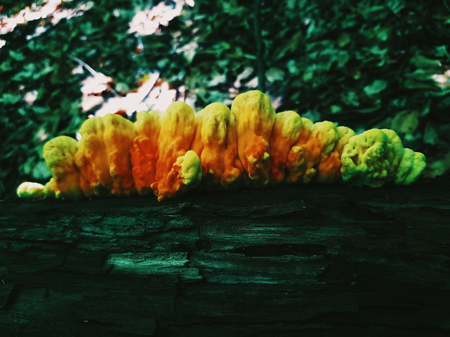 I Took 10+ Photos That Will Make You Look More Often At The Forest Floor With My Samsung 8